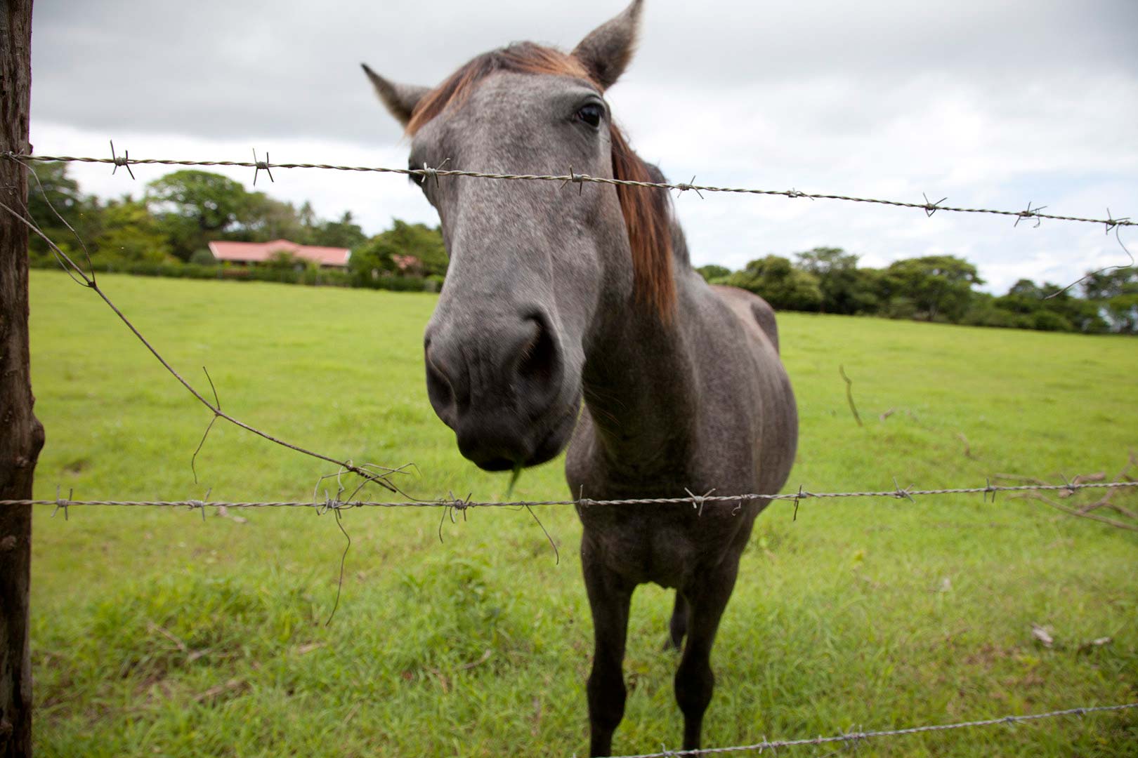 Horse.jpg